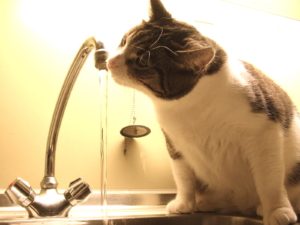 photo chat buvant de l'eau