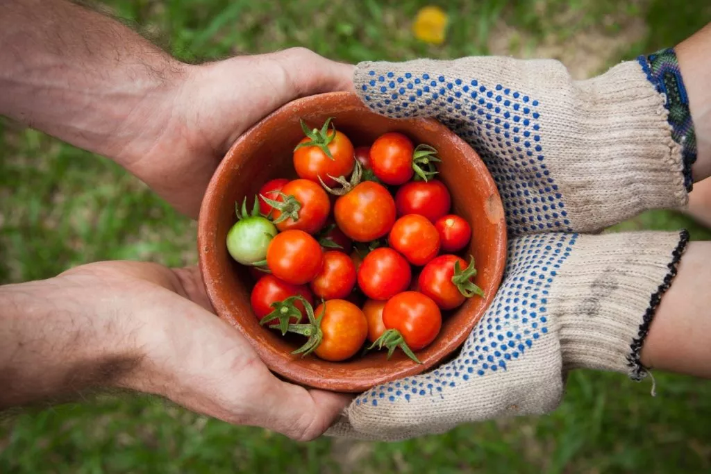 Bol rempli de tomates cerises tenu par quatre mains